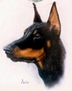 Doberman